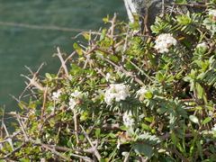 Pimelea cryptica