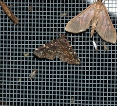 Idia scobialis