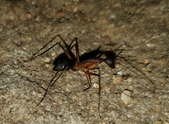 Camponotus etiolipes