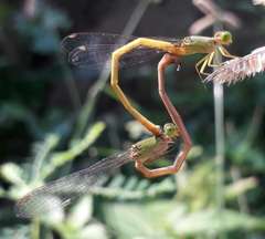 Ceriagrion coromandelianum
