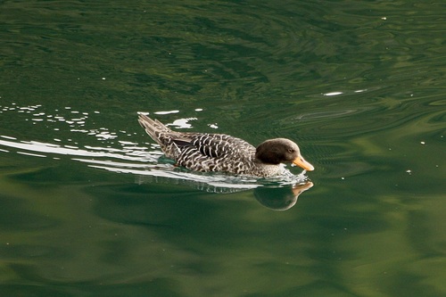 Salvadorina waigiuensis, 2009-01-06