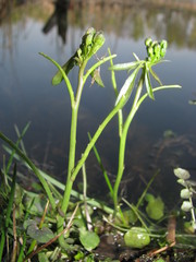 Cardamine dentata