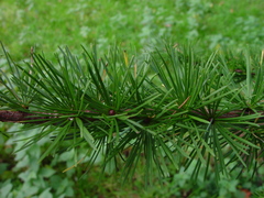 Larix kaempferi