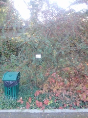 Cotoneaster wardii