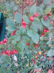 Cotoneaster wardii