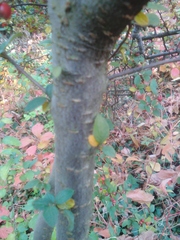 Cotoneaster wardii