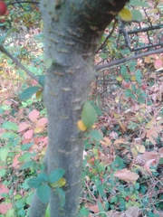 Cotoneaster wardii