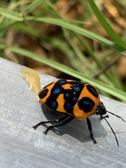 Poecilocoris druraei
