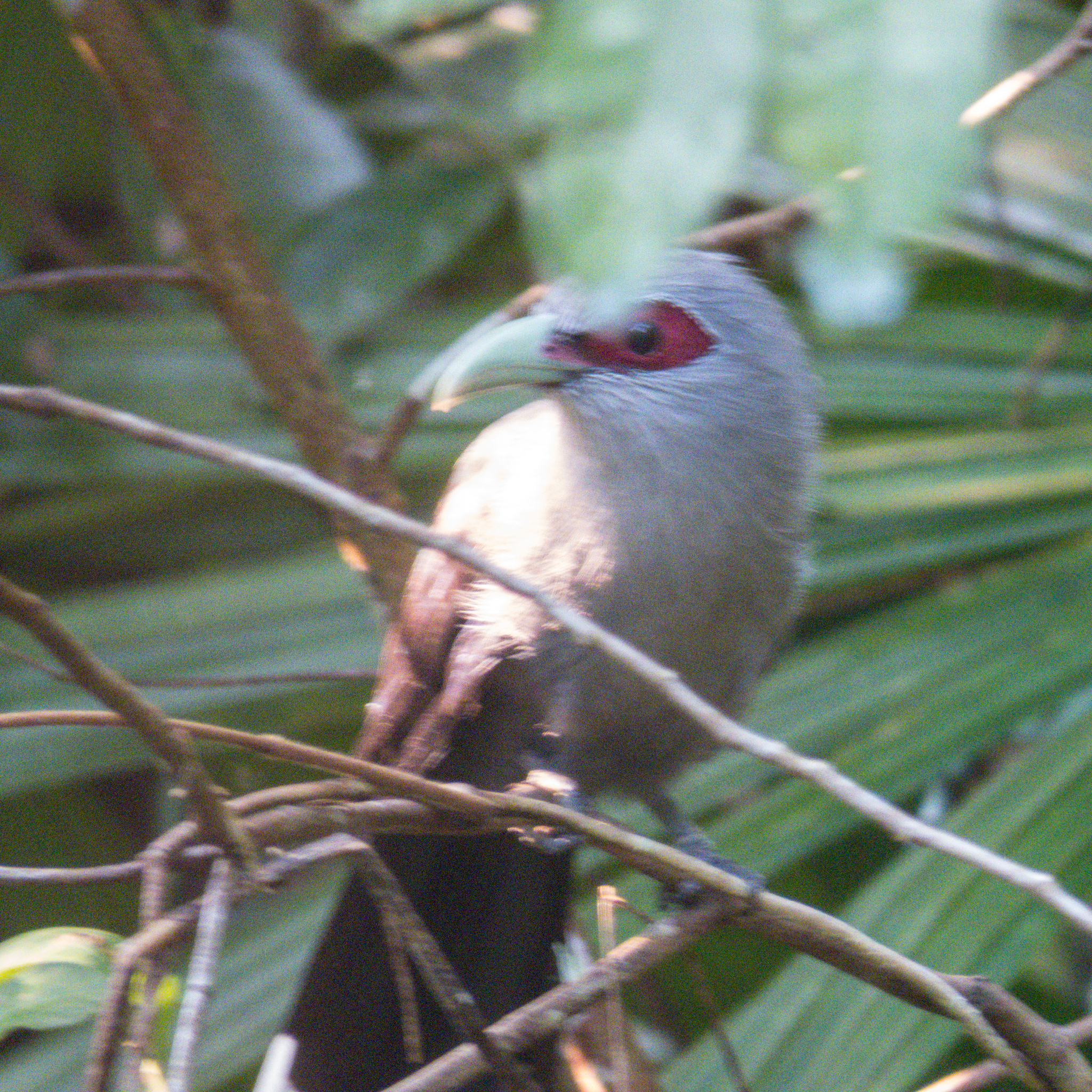 Green-billed Malkoha
