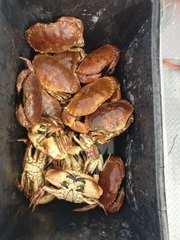 Edible Crab