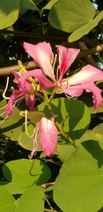 Bauhinia × blakeana
