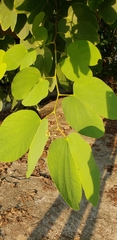 Bauhinia × blakeana