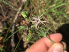 Silene scouleri