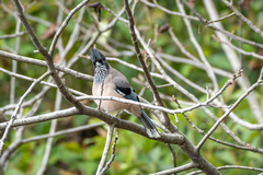 Garrulus lanceolatus