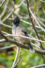 Garrulus lanceolatus