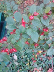Cotoneaster wardii