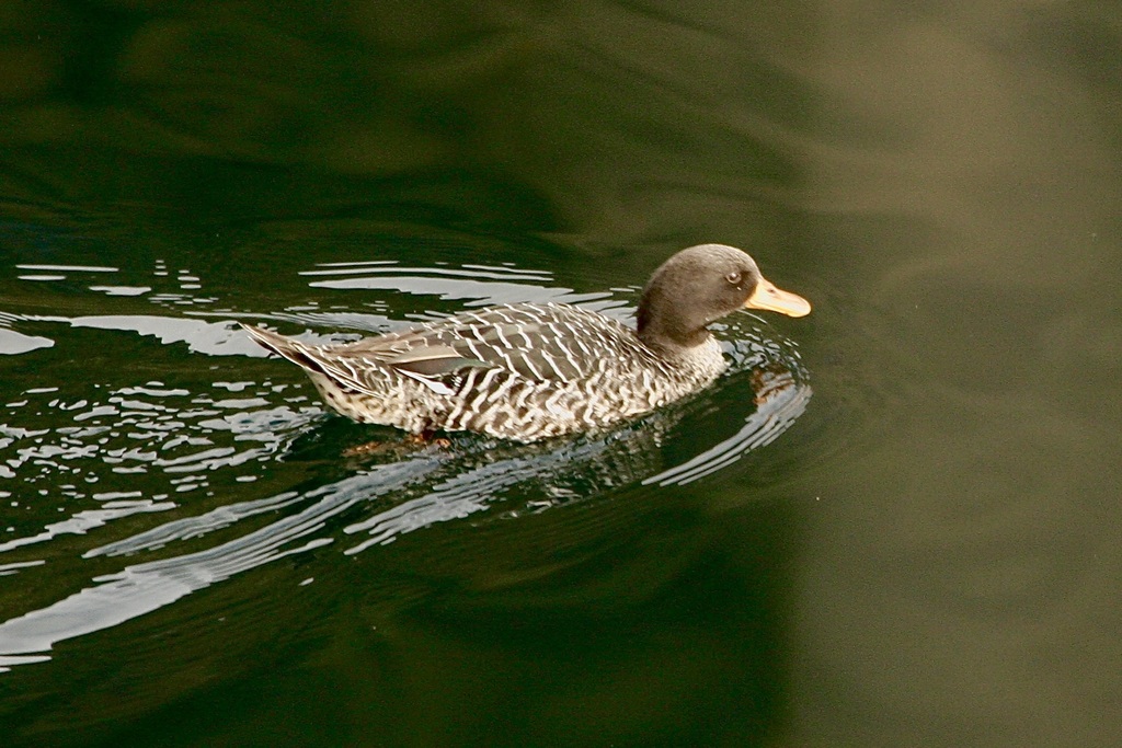 Salvadori's Teal photo
