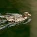 Salvadori's Teal - Photo (c) Bird Explorers, some rights reserved (CC BY-NC), uploaded by Bird Explorers