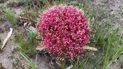 Boophone disticha