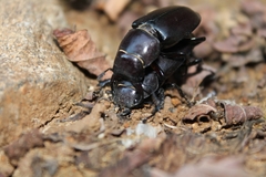Lucanus tetraodon