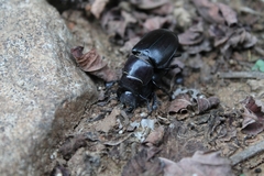 Lucanus tetraodon