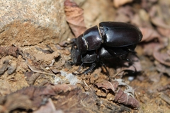 Lucanus tetraodon