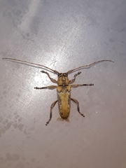 Lypsimena proletaria