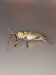 Lypsimena proletaria