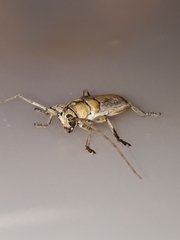 Lypsimena proletaria