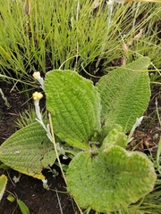 Helichrysum nudifolium pilosellum