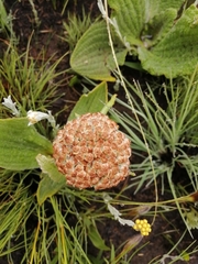 Helichrysum nudifolium pilosellum