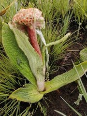 Helichrysum nudifolium pilosellum