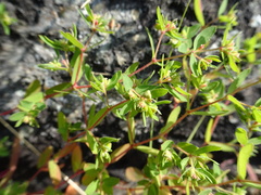 Euphorbia vermiculata