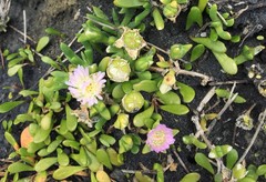 Disphyma australe australe