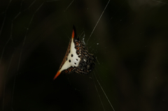 Acrosomoides linnaei