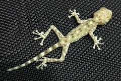 Ptyodactylus guttatus