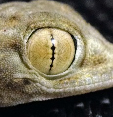 Ptyodactylus guttatus