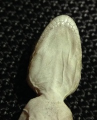 Ptyodactylus guttatus