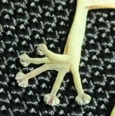Ptyodactylus guttatus