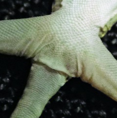 Ptyodactylus guttatus