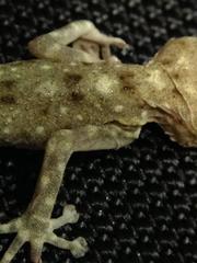 Ptyodactylus guttatus