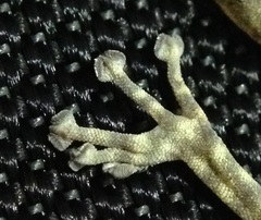 Ptyodactylus guttatus