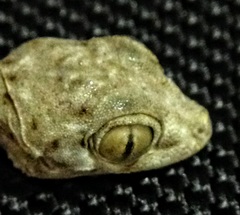 Ptyodactylus guttatus