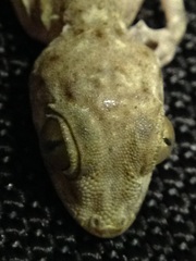 Ptyodactylus guttatus