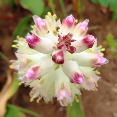 Image of Lachenalia liliiflora by (c) linkie, some rights reserved (CC BY)