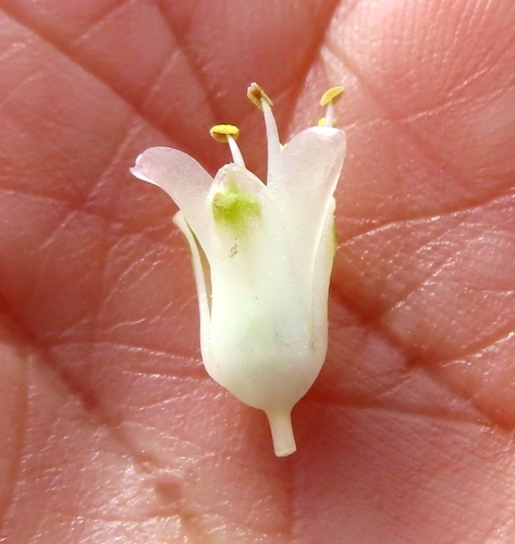 Lachenalia pallida