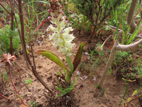Lachenalia pallida