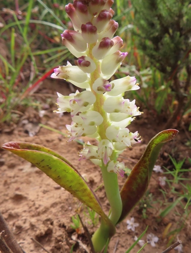Lachenalia pallida