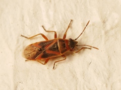 Arocatus roeselii