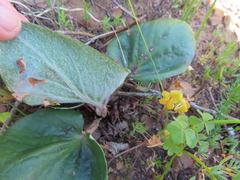 Pelargonium asarifolium